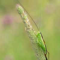 Long Winged Conehead female OLYMPUS DIGITAL CAMERA